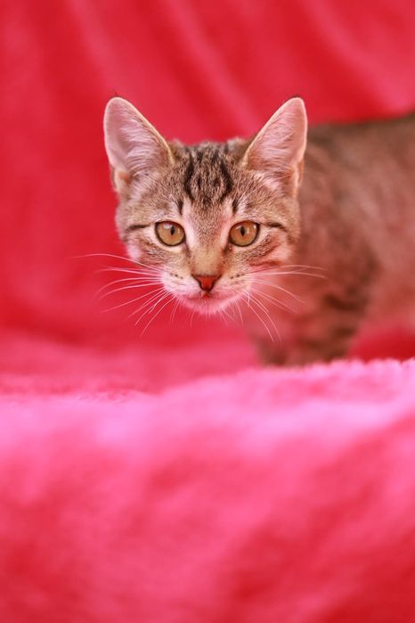 Znasz tą kicię? To Sisi! Urocza pręguska szukajaca nowego domu