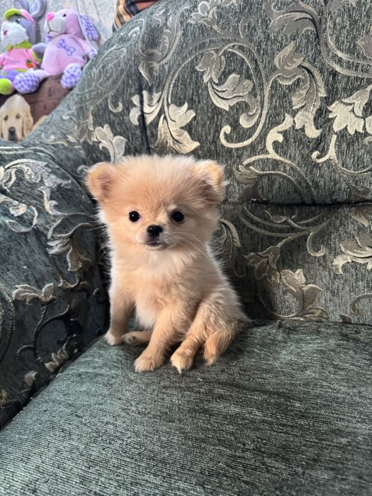 Дівчина довгошерстний чіх