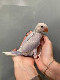 Ожереловый попугай, редкий окрас - бело-сиреневый
