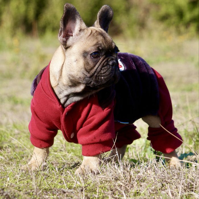 Девочка французский бульдог