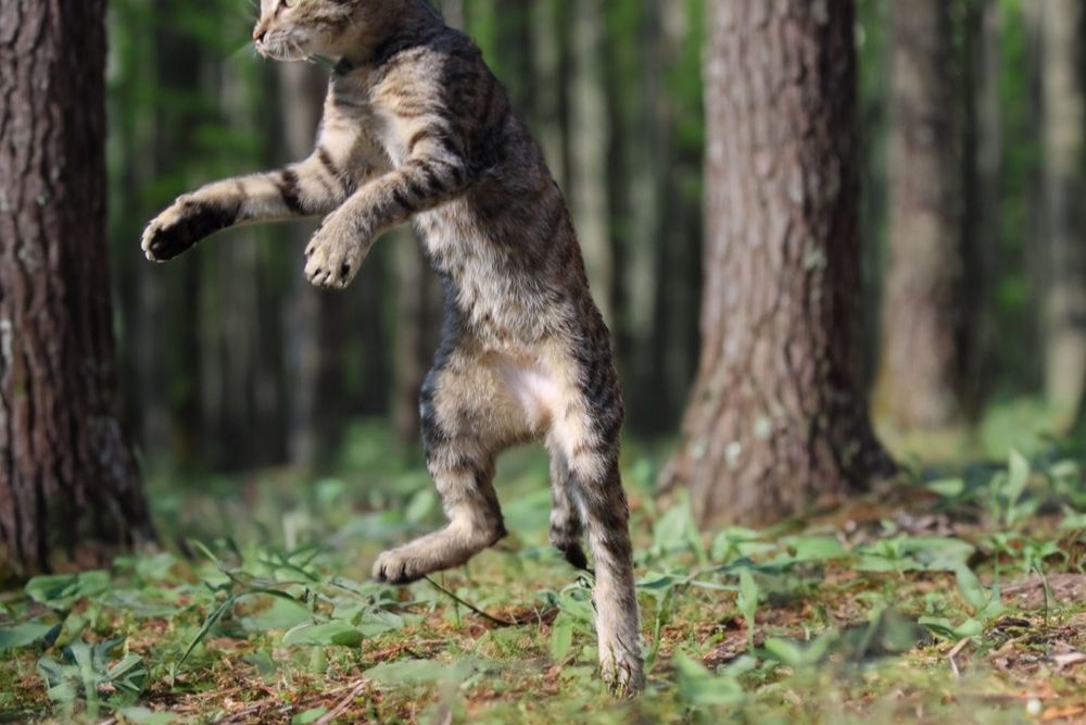 Кошеня від Орієнтальної кішки дівчинка Орі