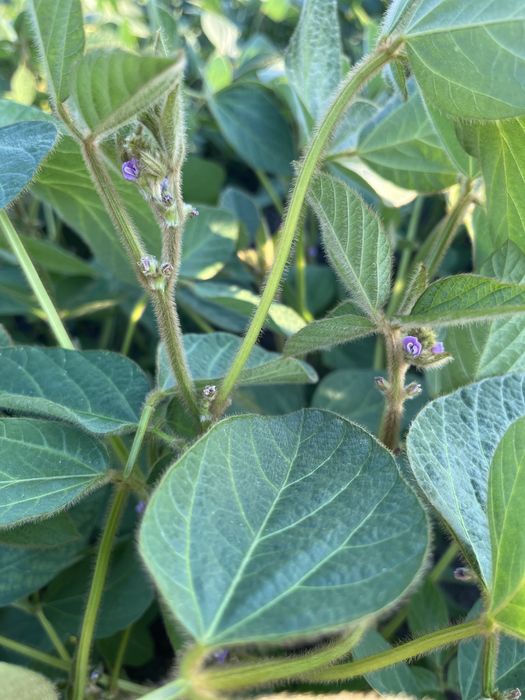 Високоврожайний сорт сої Drem. Перша репродукція