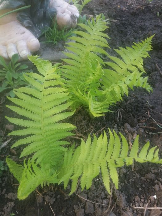 Папоротник. Папоротник садовый. Папороть.