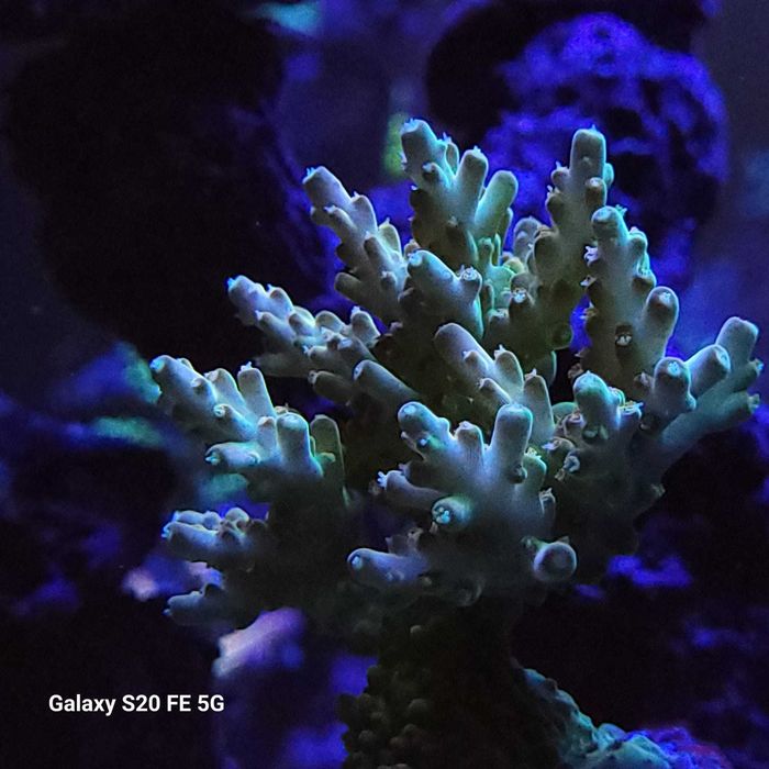 Acropora  koralowce sps szczepki akwarium morskie
