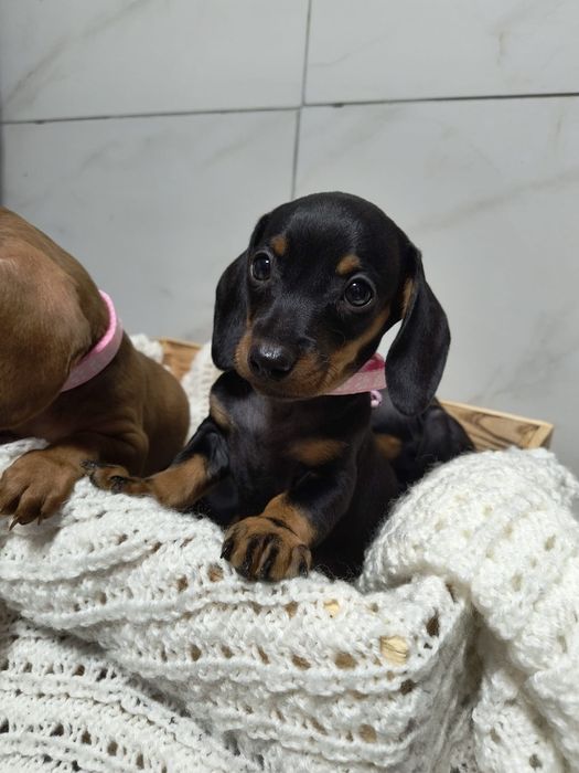 Jamnik standard suczka czarna