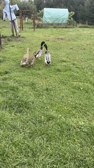 Biegusy indyjskie  , call duck pary