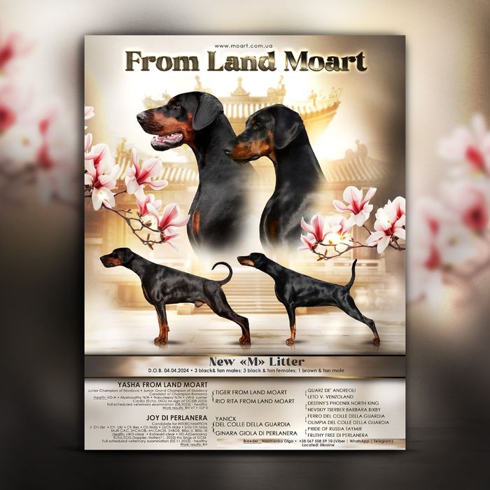 '.Крута дівчинка добермана . Эксклюзивный щенок добермана