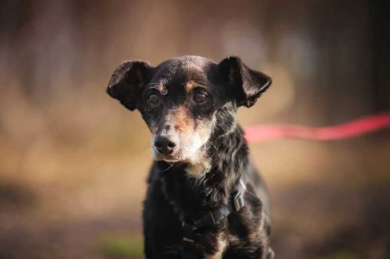 Jogi - dostojny, starszy psiak do adopcji.