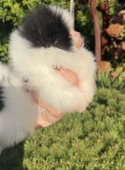 Szpic miniaturowy pomeranian suczka biala czarna