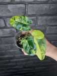 Philodendron Burle Marx Variegata #1