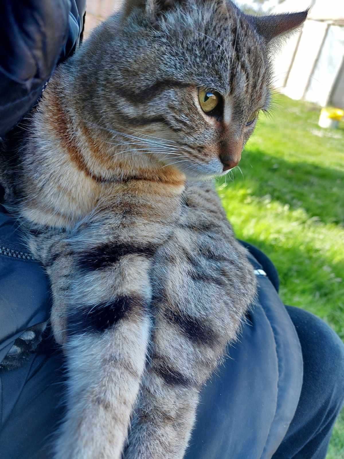 Tymuś,kocie cudeńko czeka na adopcję