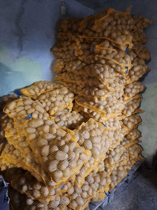 Świeże ziemniaki odmiany Soraya