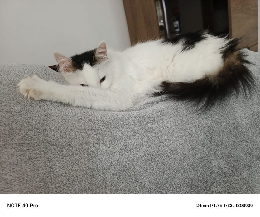 Cudowny Lizak szuka domku