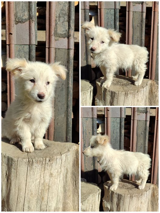 Цуценята, песики в добрі руки