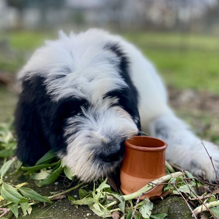 Szczeniak Owczarek Rumuński Mioritic. Hodowla FCI - Felix Pastor.
