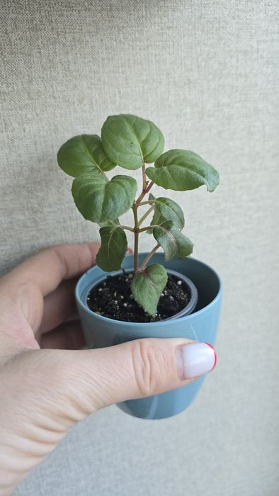 Кімнатні рослини не дорого