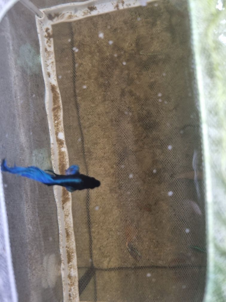 Beta azul turquesa