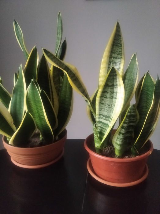 Sprzedam kwiaty doniczkowe