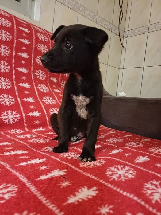 Tenho 2 cachorrinhos para adoção (urgente)