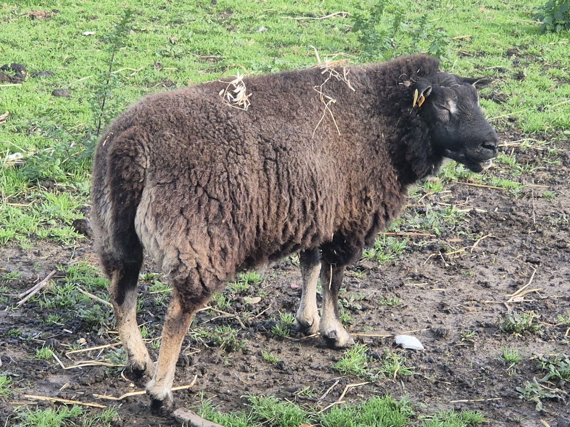 Carneiro Texel -