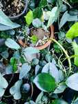 monstera thai constellation, hoya curtisii, hoya mathilde,