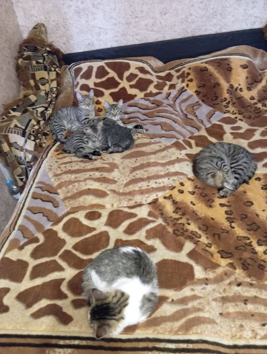 Отдам котиков в добрые и заботливые руки