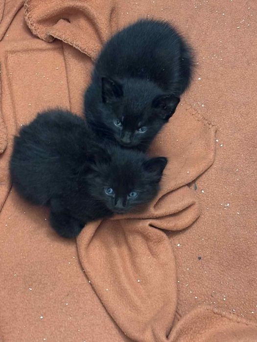 Gatinha para Doação