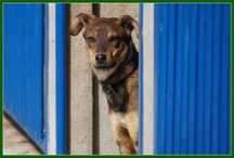 Bogar - niewielki pies do adopcji