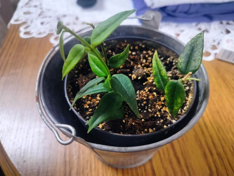 Hoja Bella 3 sadzonki