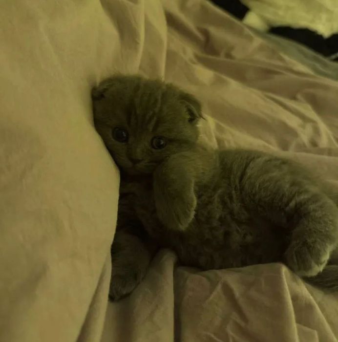 Висловухий британець хлопчик