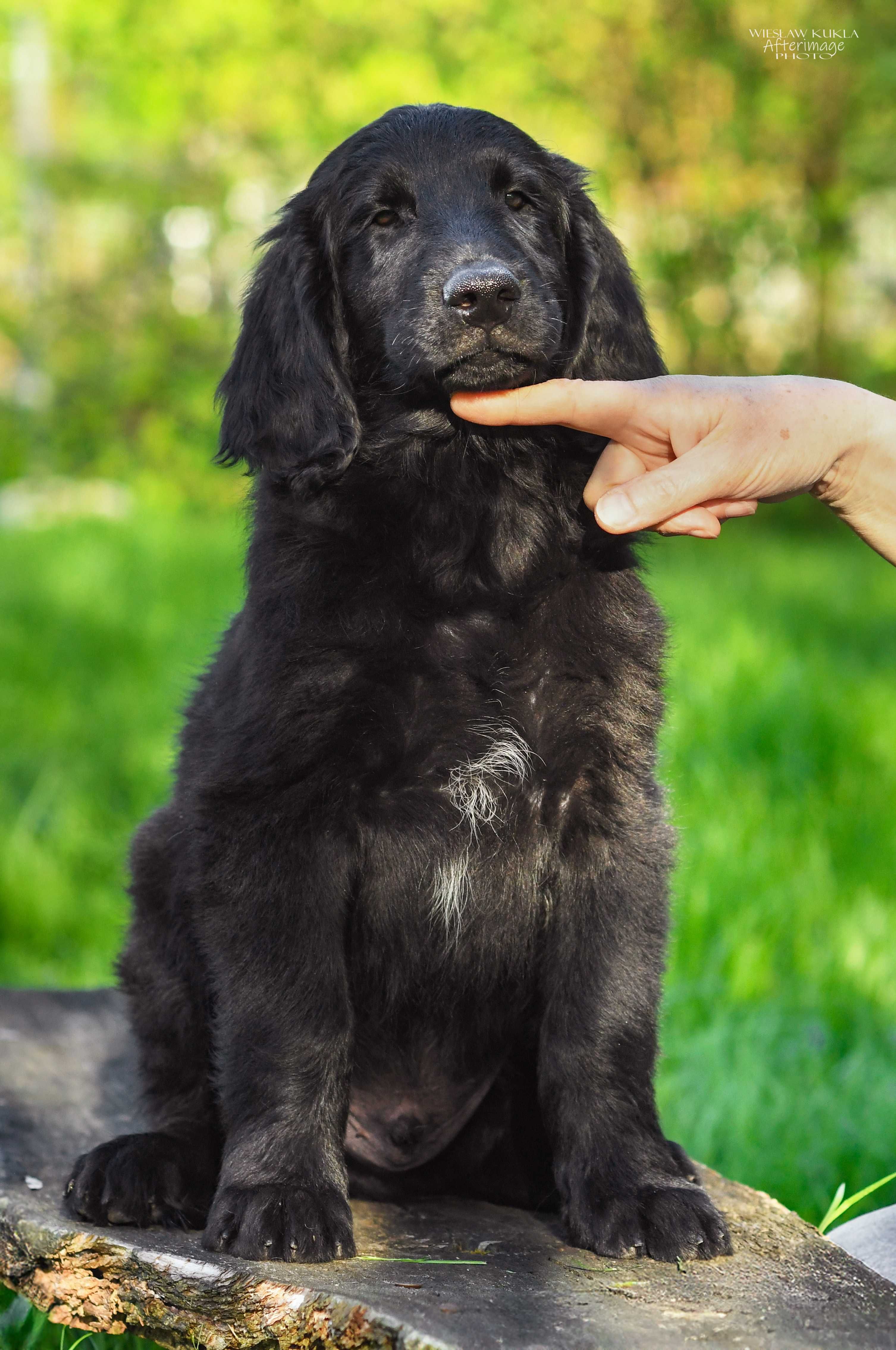 Flat Coated Retriever - czarny piesek po Zwycięzcy Świata