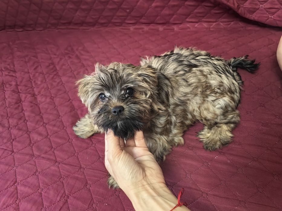 Śliczna sunia Ocean Pearl odchowana