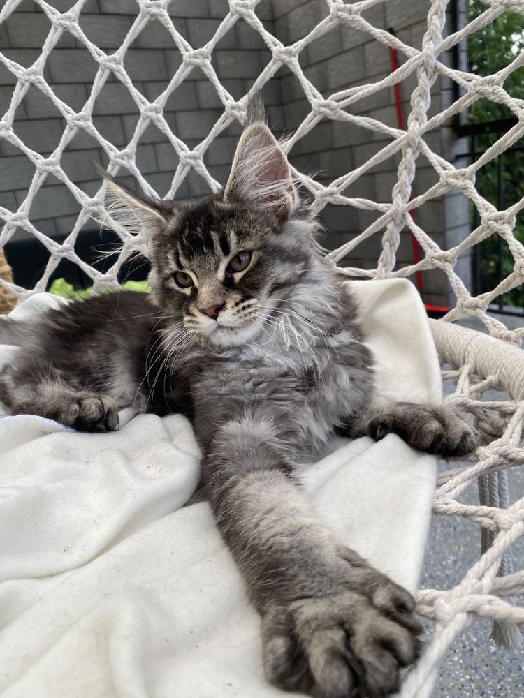 Maine Coon kotka srebrna przepiękna, rodowód