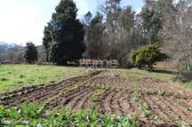 Terreno Rústico urbanizável com 4580m2 em Vale Arcos de Valdevez