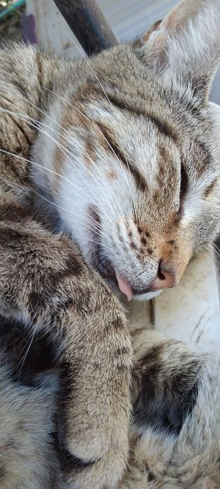 Котик шукає родину