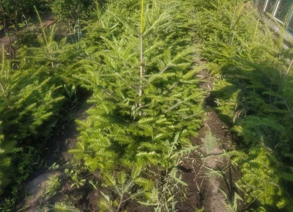 Продам ель ёлку  карпатскую