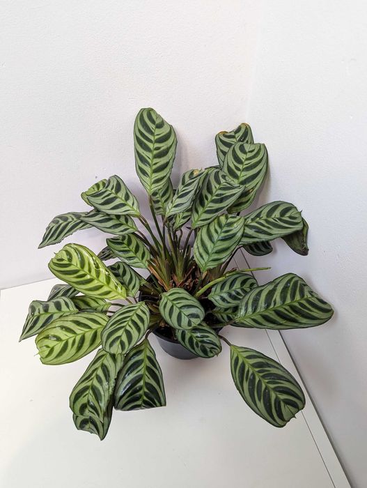 Ctenanthe burle-marxii 'Fishbone'