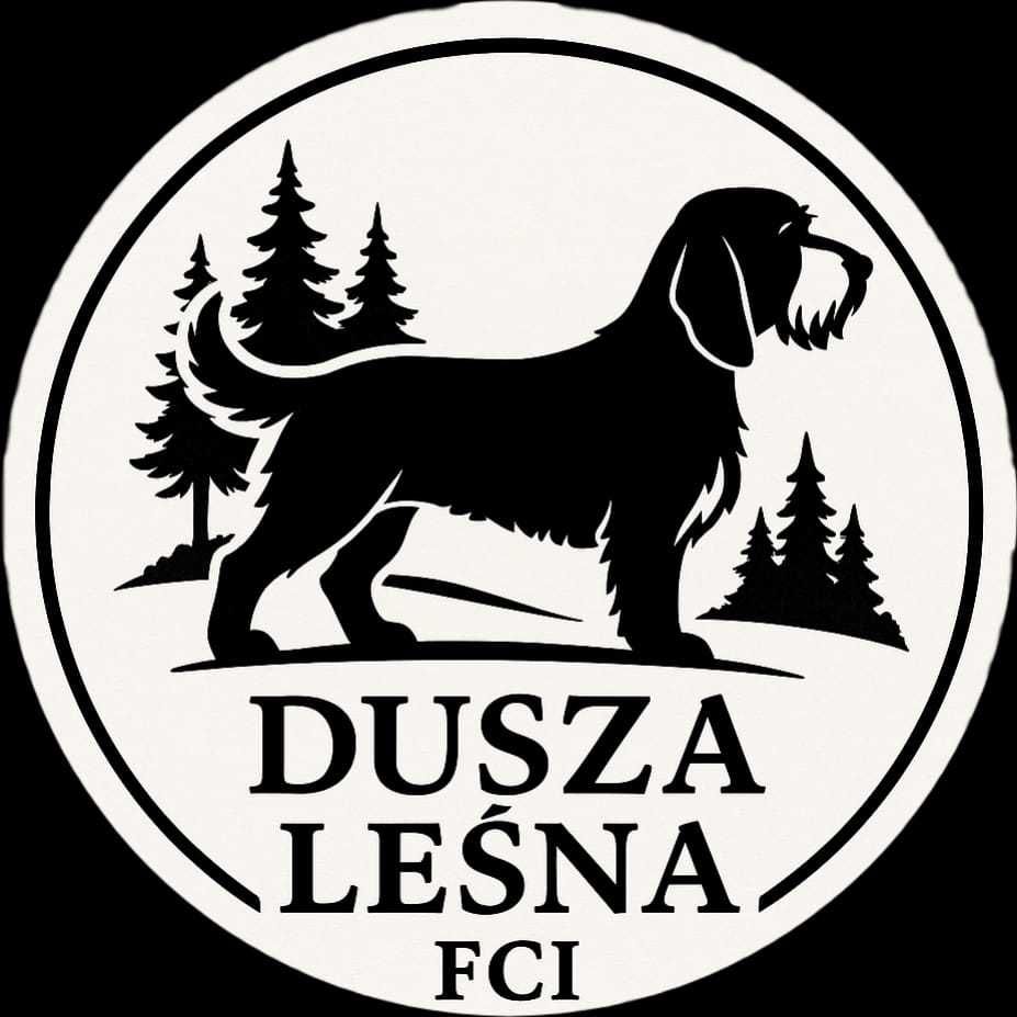 Szczeniak Grand Basset GRIFFON VENDEEN FCI