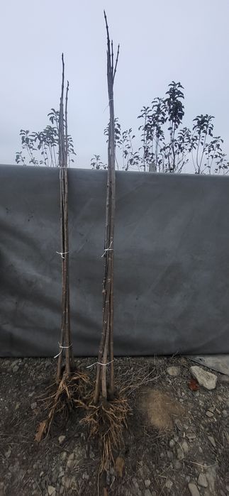 Podkładka catalpy podkładka katalpy  140-300cm