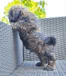 Shih tzu  piesek  mały