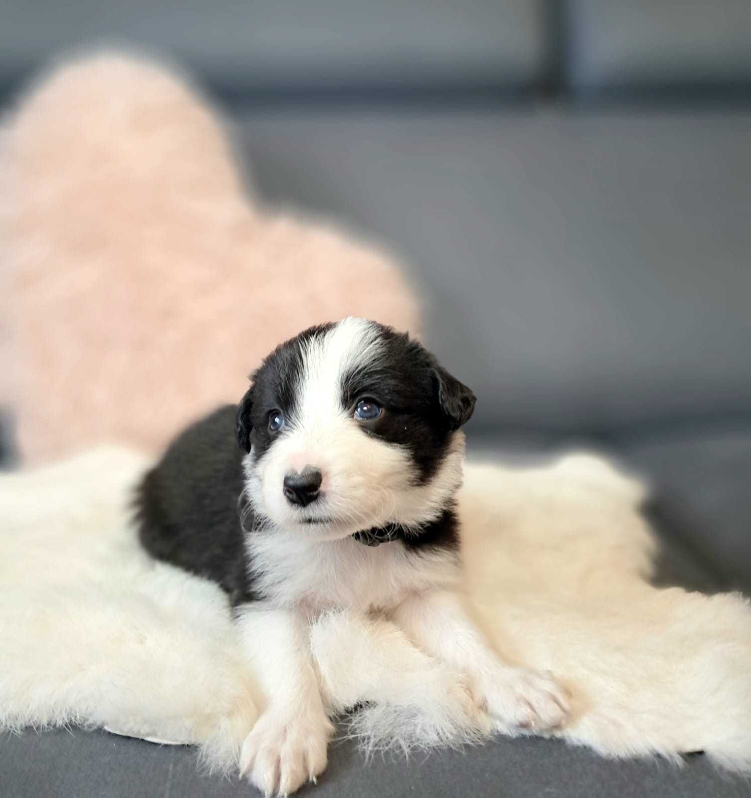 Śliczny szczeniak Border collie