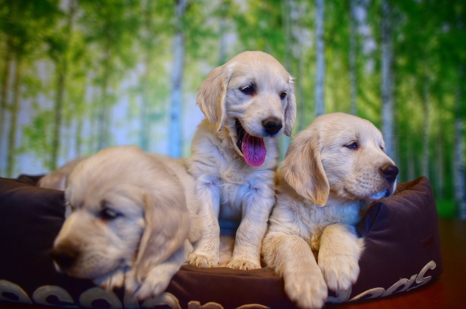 Golden retriever szczenięta ZKwP FCI
