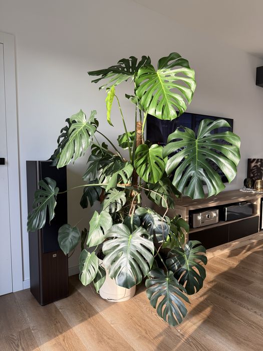 Monstera deliciosa XXL (odbior osobisty)