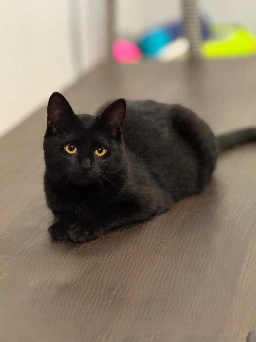 Czarna kotka, 5 mcy do adopcji