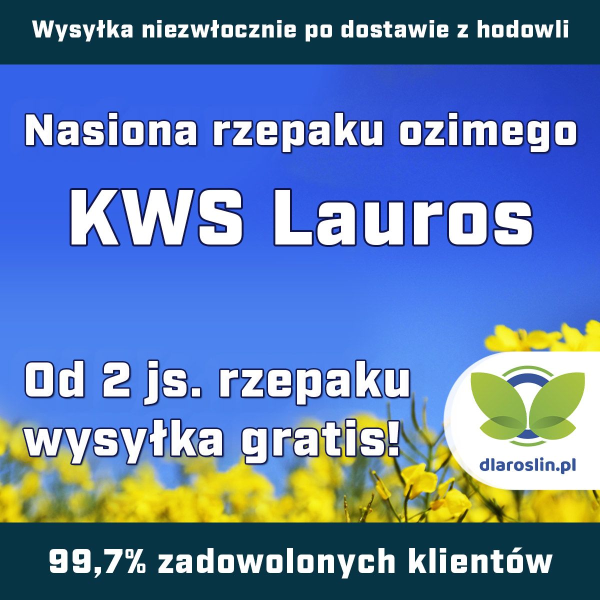 Rzepak ozimy KWS Lauros F1, C1, opak. 1,5 mln.n. Scenic Gold