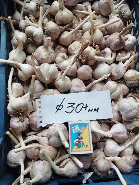 Часник посадковий Любаша ПЕРША репродукція