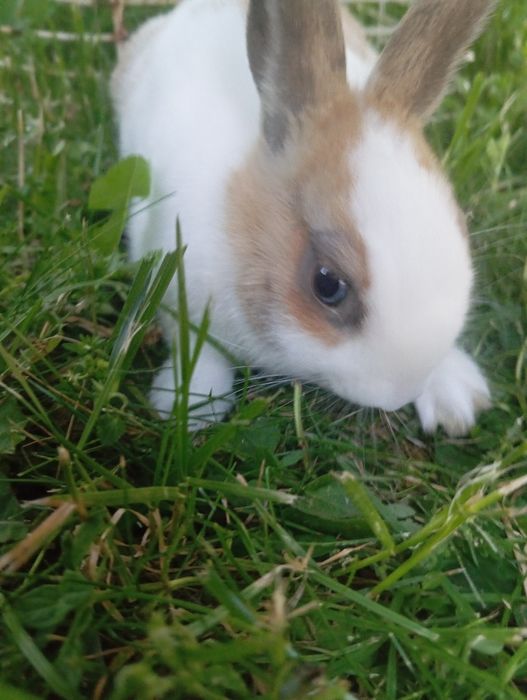 Chciałbym sprzedać królika