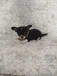 Cachorro macho Chihuahua
