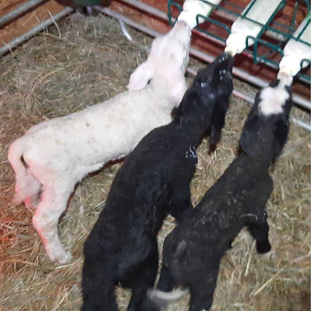 Stojak + butelki 5 szt do karmienia jagniąt Anti-Vac