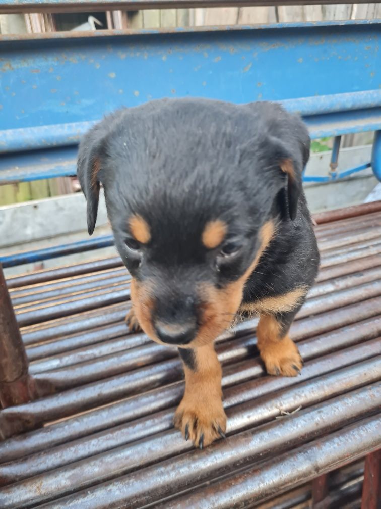 Rottwailer piesek
